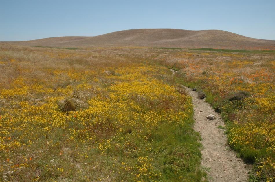 Path To Flowers