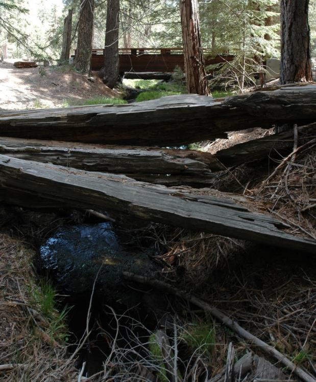 Sequoia Bridge